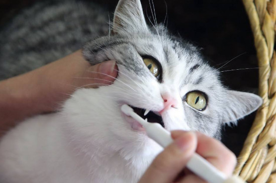 猫需要刷牙吗