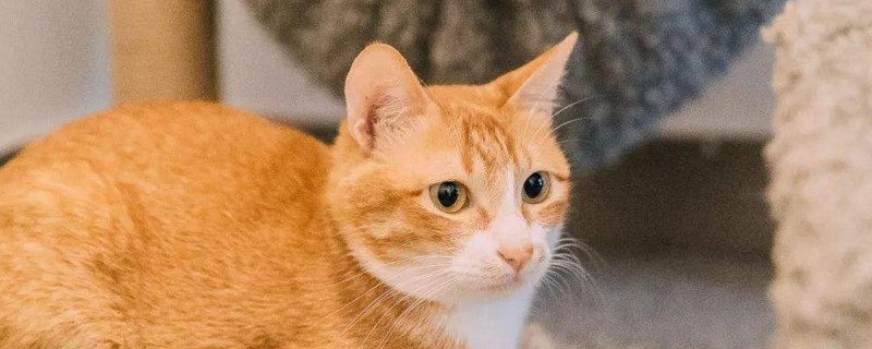 橘猫掉毛吗