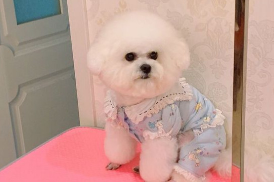 二个月的狗狗养的禁忌