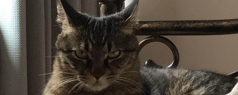 猫洗完澡可以体外驱虫吗