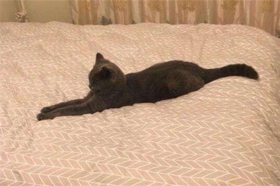 母猫和公猫配种谁基因占比大