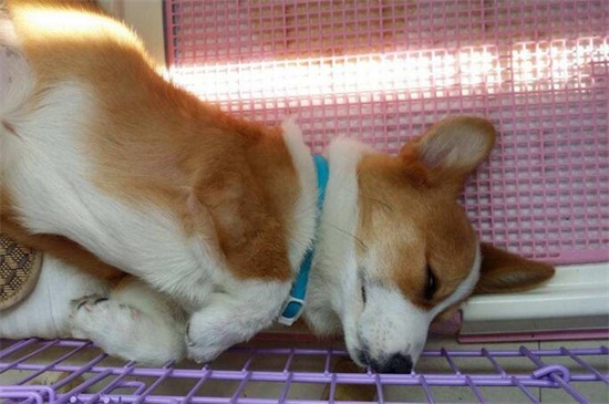 狗总挠身上怎么办