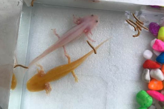 六角龙鱼深水养能死吗