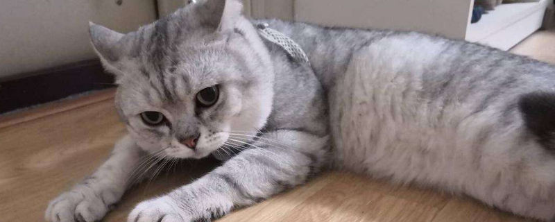 公猫叼小猫的原因