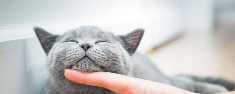 小猫咬手指什么意思
