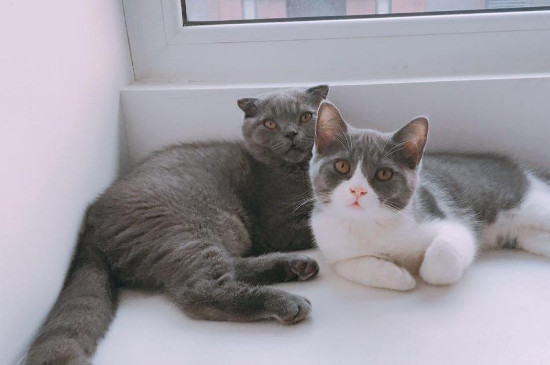 蓝猫公母区别