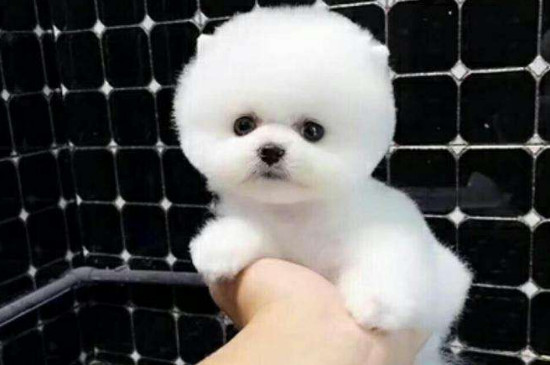 茶杯犬10元是真的吗，有没有10元的茶杯犬