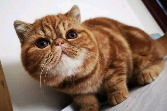 猫到新环境会叫吗