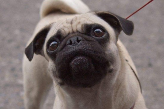 适合家养的小型犬