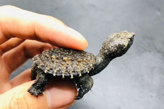 如何判断鳄龟腐皮