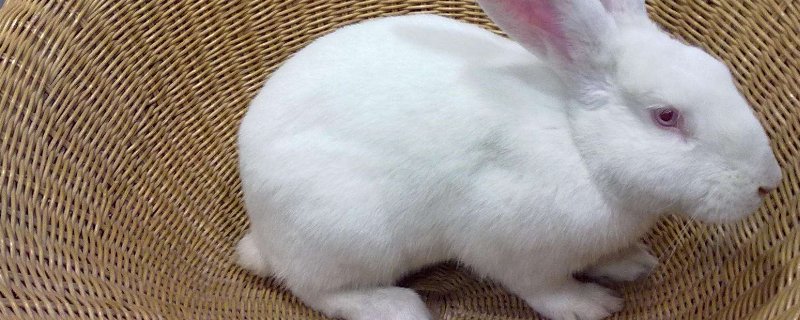 兔子要打疫苗吗