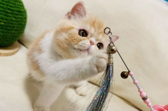 500元以内的猫有哪些，英短蓝猫价格200～500是真的吗