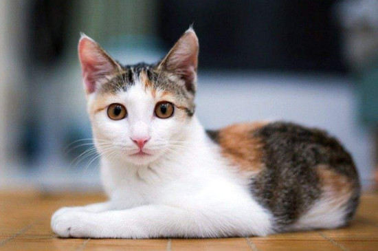 小猫临死前征兆