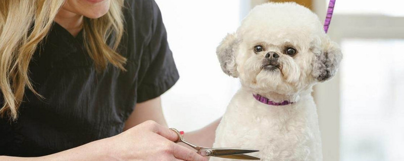 成年贵宾犬能换主人不