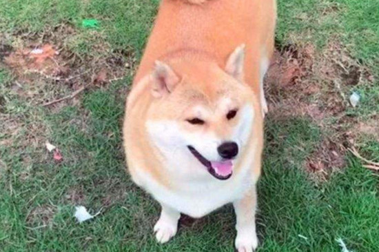 柴犬咬主人打哪