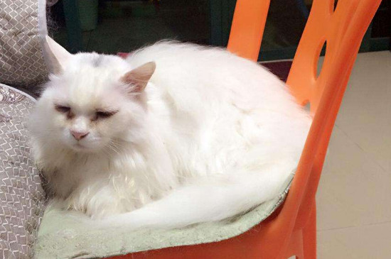 猫肚子有虫的症状