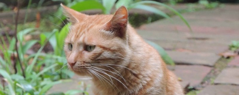 猫要生产前有什么症状