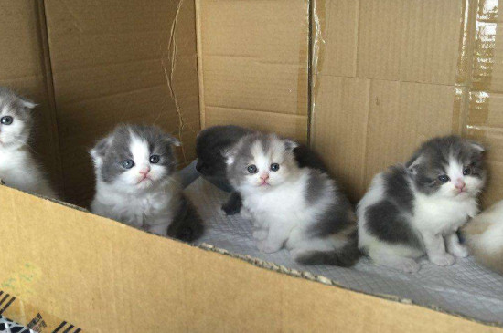 小猫多久可以离开母猫