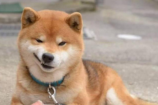 柴犬和哈士奇哪个好，二哈运动量大爱拆家不好家养