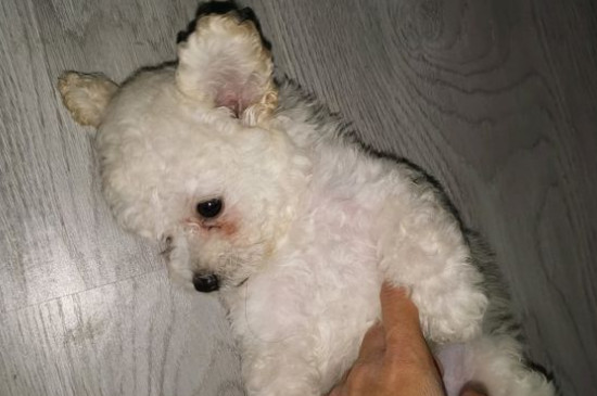 狗狗冠状病毒会自愈吗