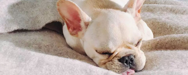 狗被老鼠咬了有事吗