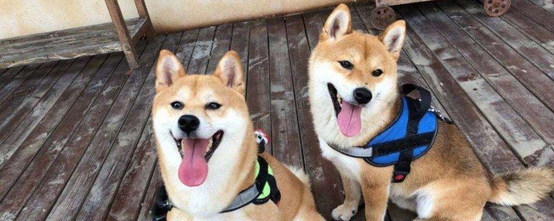 向往的生活h是什么狗