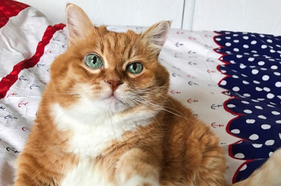 猫上吐下泻但很有精神