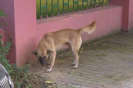 狗死了主人会倒霉吗