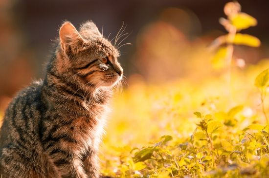 猫耳朵长螨虫