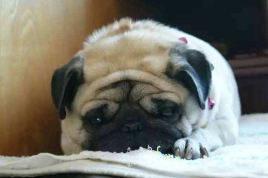 小狗感冒能自己好吗