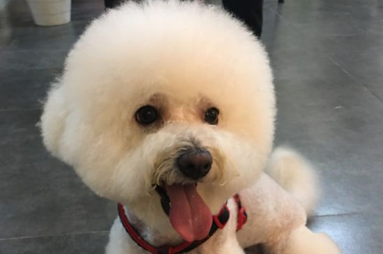 比熊怎么养长的漂亮
