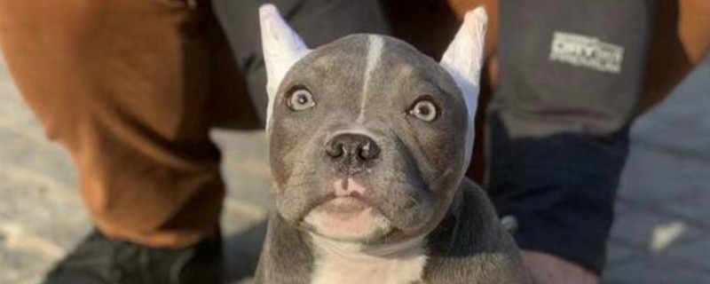 美国恶霸犬好养吗