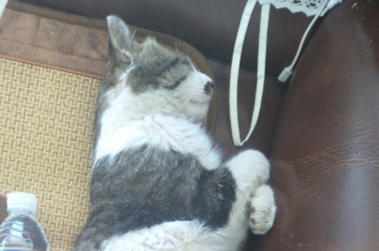 四个月的猫咪多少斤