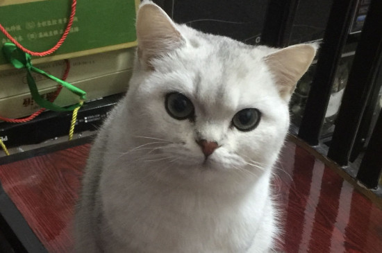 猫心脏病症状