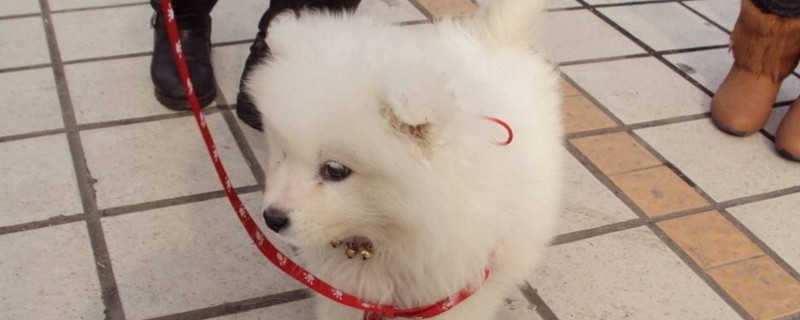幼犬狗狗肚子有点烫
