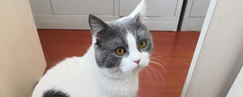 猫一天没大便只拉尿