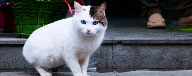 猫尾巴竖起来急速颤动