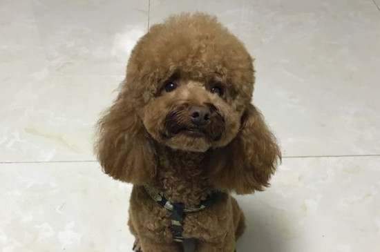 泰迪狗狗毛打结成饼了