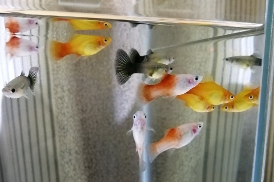 月光鱼水温多少度合适