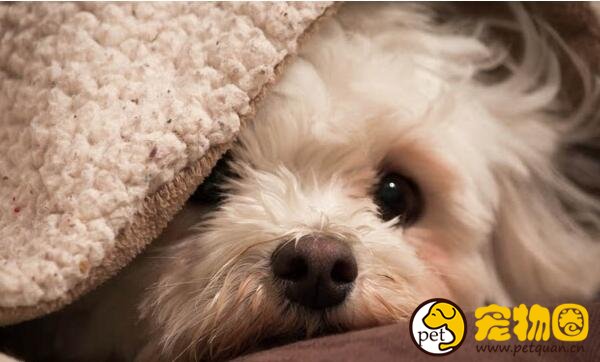 卷毛比熊犬掉毛程度如何，几乎不掉毛但需要经常打理