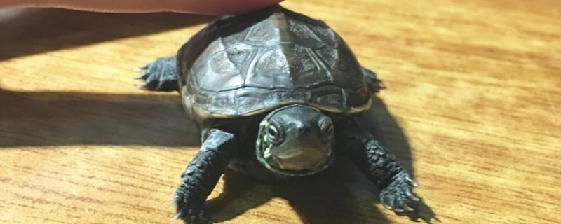 乌龟腐皮会传染吗