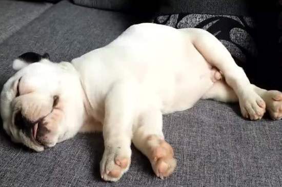 狗打呼噜很严重怎么办
