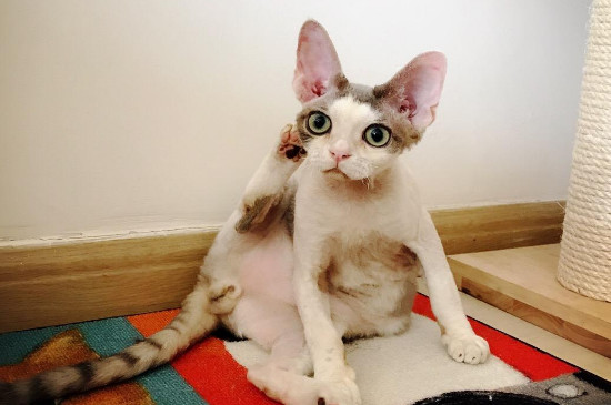 德文卷毛猫为什么贵