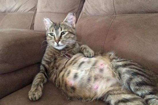 猫怀孕多久生产