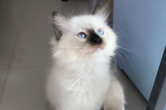 哑巴猫的特征