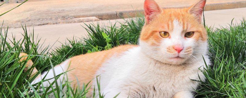 猫薄荷多大的猫能吃，猫几个月可以吃猫薄荷