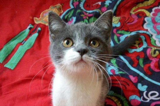 小猫多久打疫苗