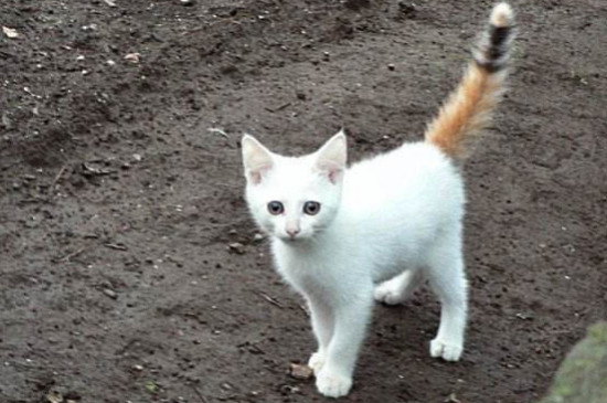 猫咪叫不出声