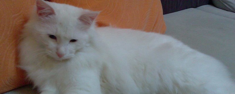 怎么判断狮子猫纯不纯