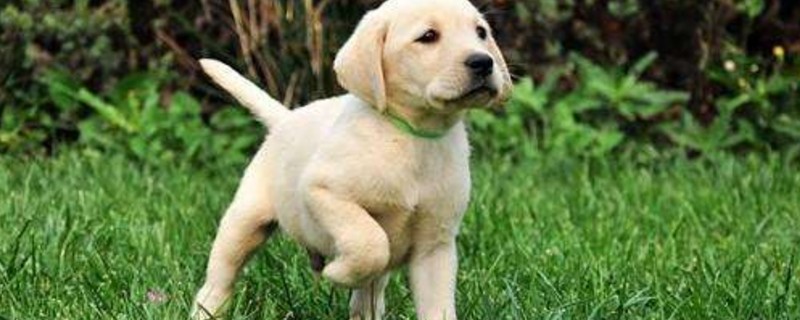 拉布拉多幼犬为什么叫